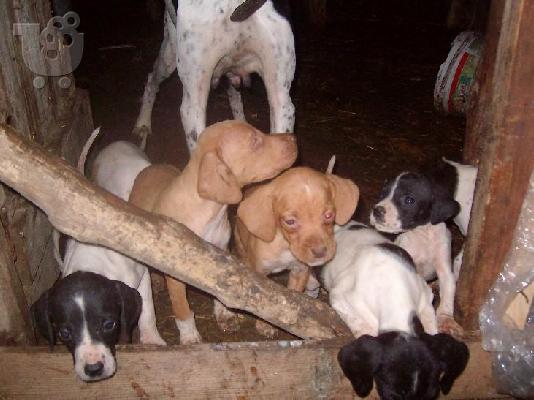 PoulaTo: Πόιντερ – 300 euro